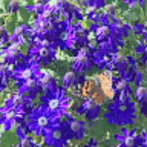 Meet your Posher, Dolores